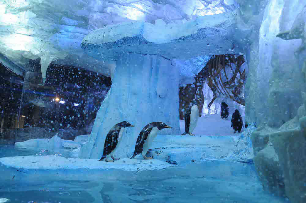 Dubai Mall Penguinarium tank with carefully designed lighting